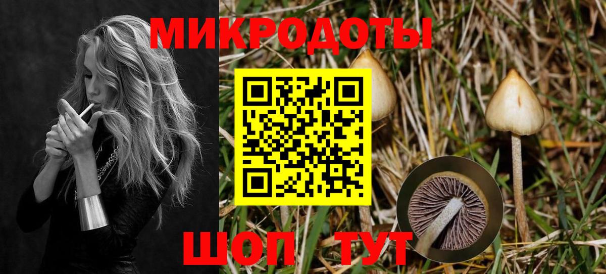 Галлюциногенные грибы Psilocybe Крымск